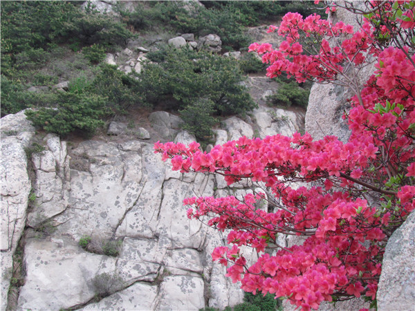 河山杜鹃花(图1)